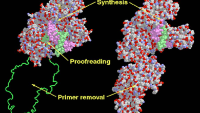 dna polymerase 1