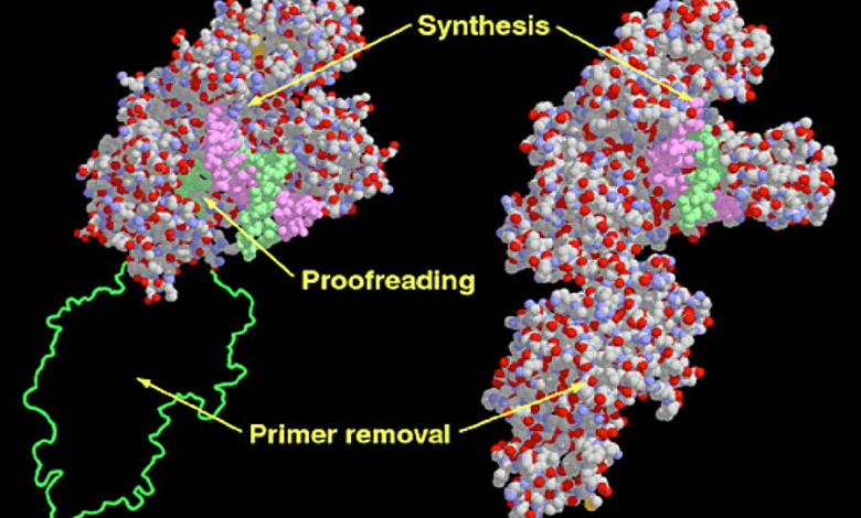 dna polymerase 1